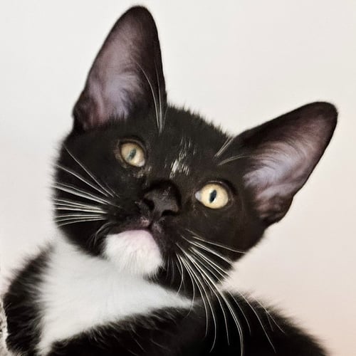 HOODIE (BONDED W/ SWEATSHIRT) - Domestic Short Hair available for adoption