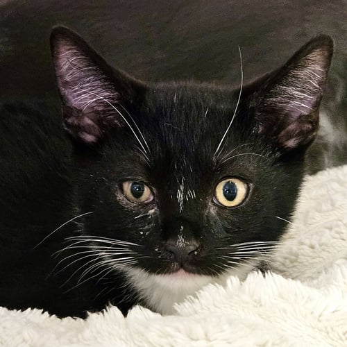 HOODIE (BONDED W/ SWEATSHIRT) - Domestic Short Hair available for adoption