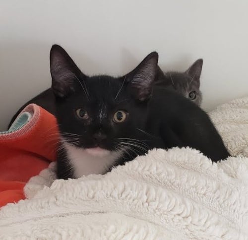 HOODIE (BONDED W/ SWEATSHIRT) - Domestic Short Hair available for adoption