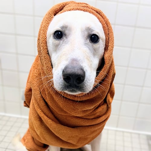 MACINTOSH - Shepherd / Husky available for adoption