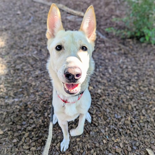 MACINTOSH - Shepherd / Husky available for adoption