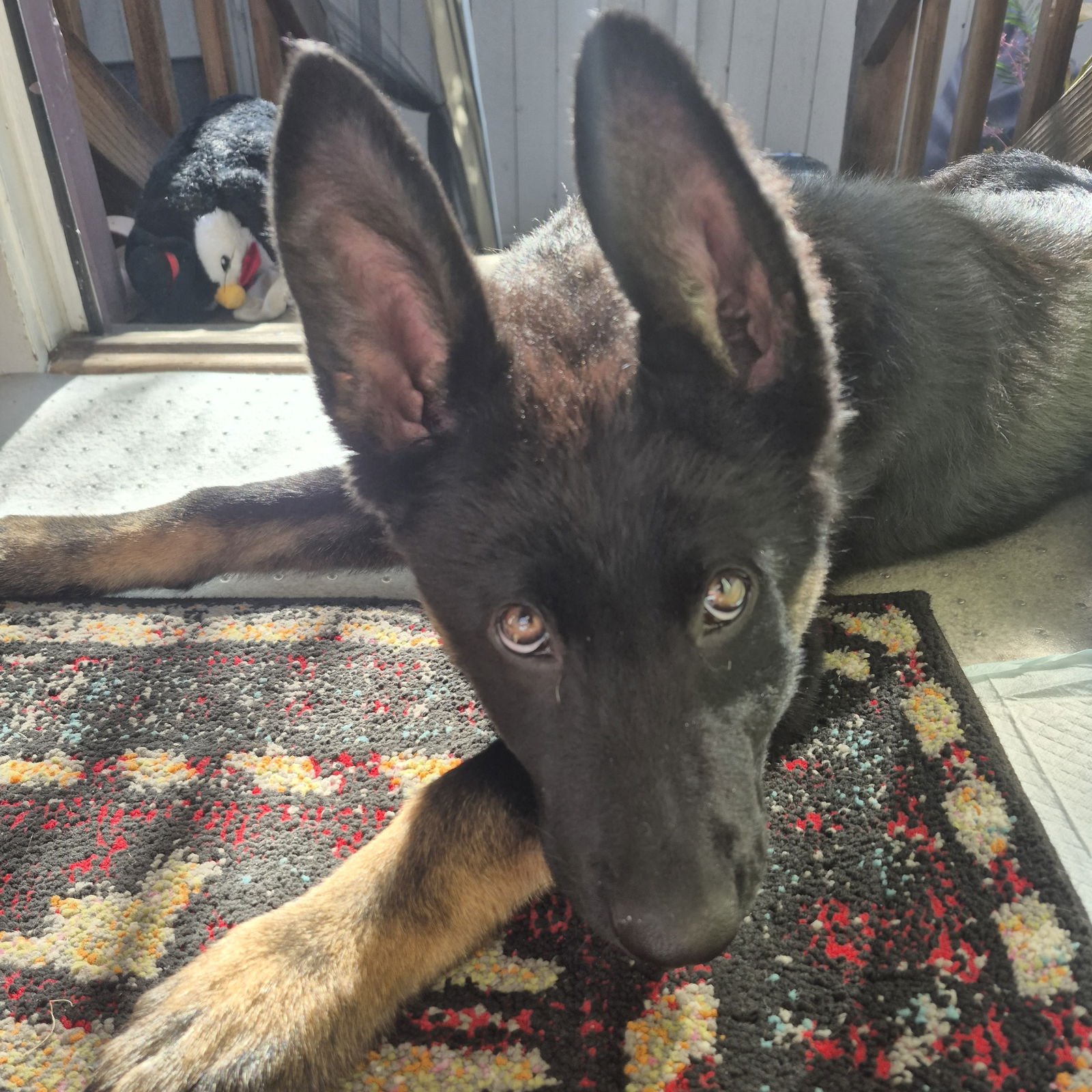 PADFOOT - German Shepherd Dog available for adoption