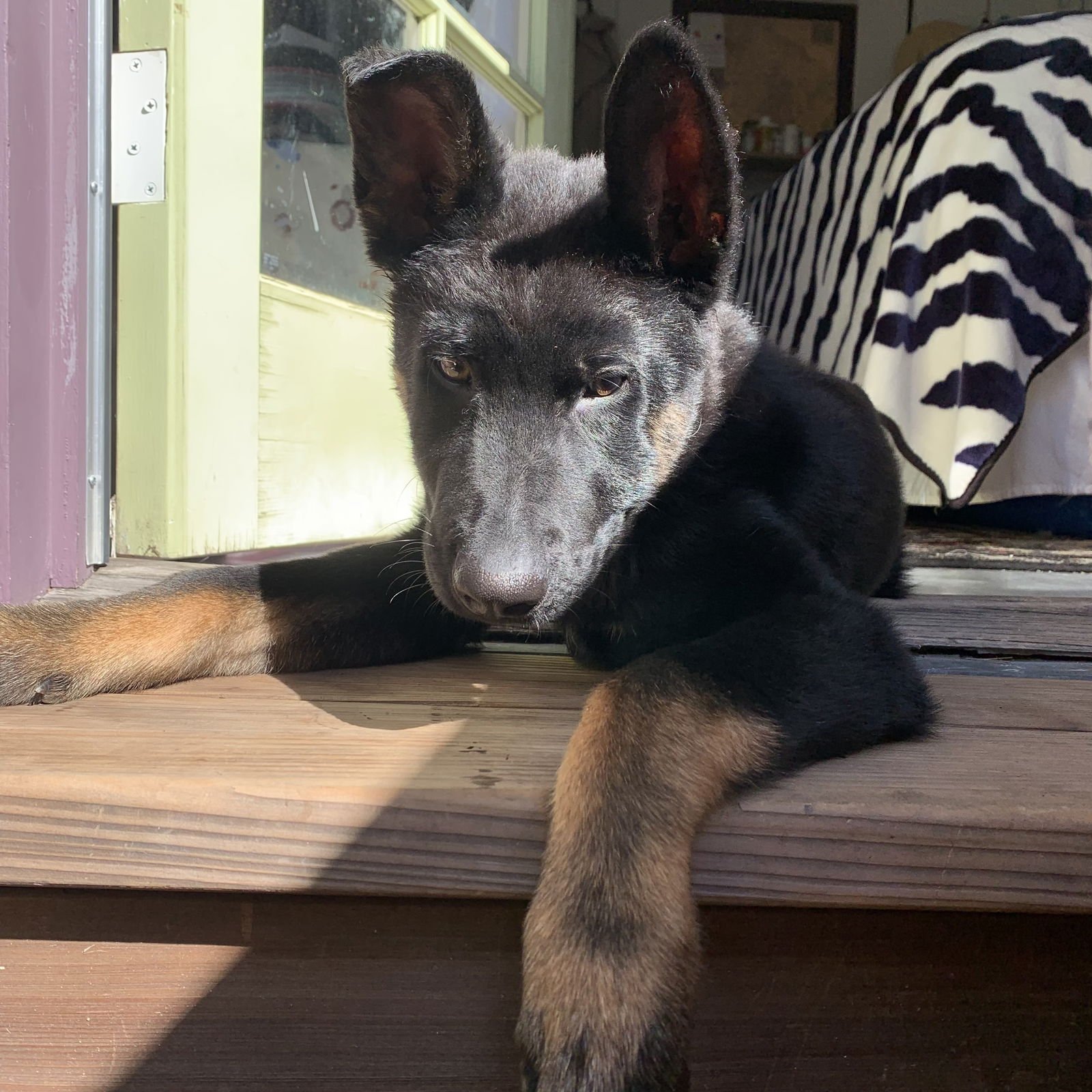 PADFOOT - German Shepherd Dog available for adoption