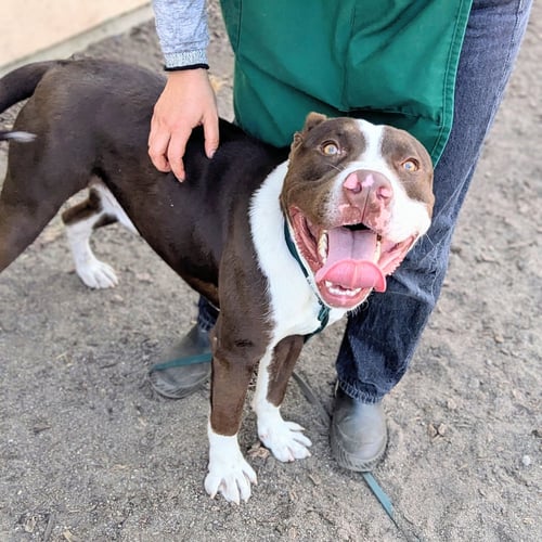 FALCAO - American Pit Bull Terrier available for adoption