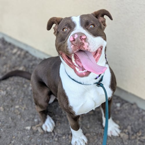 FALCAO - American Pit Bull Terrier available for adoption