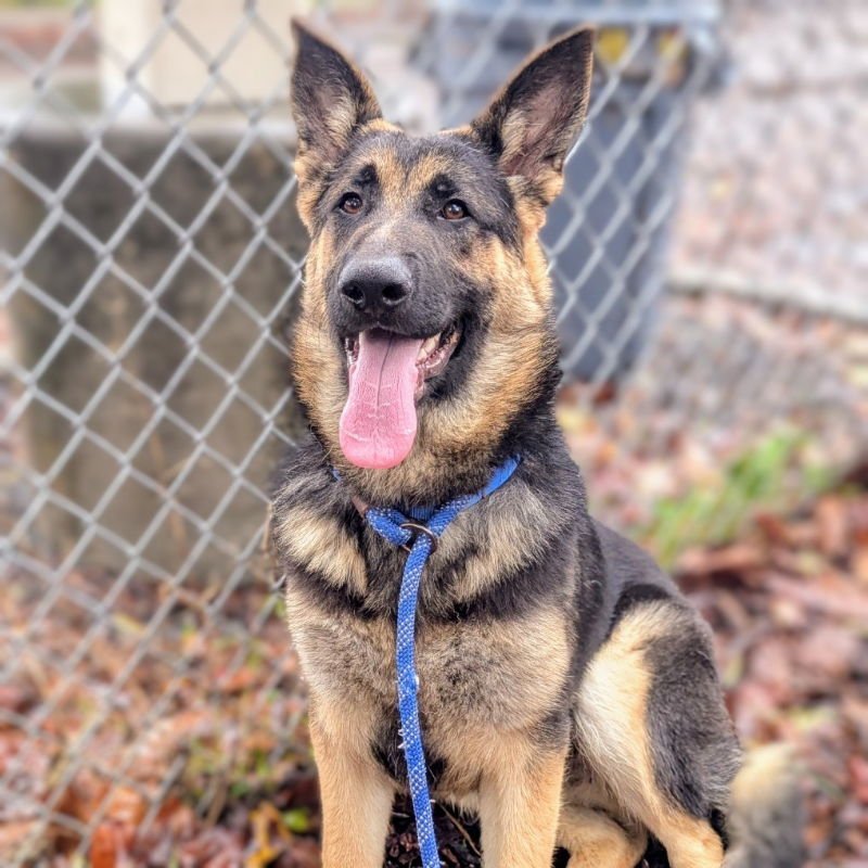 SAUSALITO - German Shepherd Dog available for adoption
