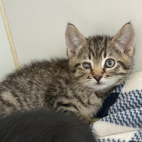 OYSTER (BONDED WITH SQUID) - Domestic Short Hair available for adoption