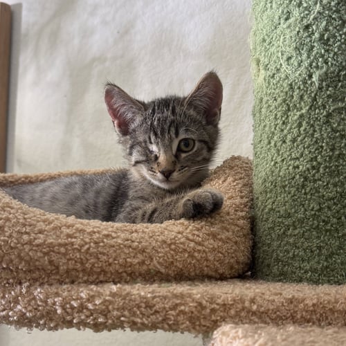 OYSTER (BONDED WITH SQUID) - Domestic Short Hair available for adoption