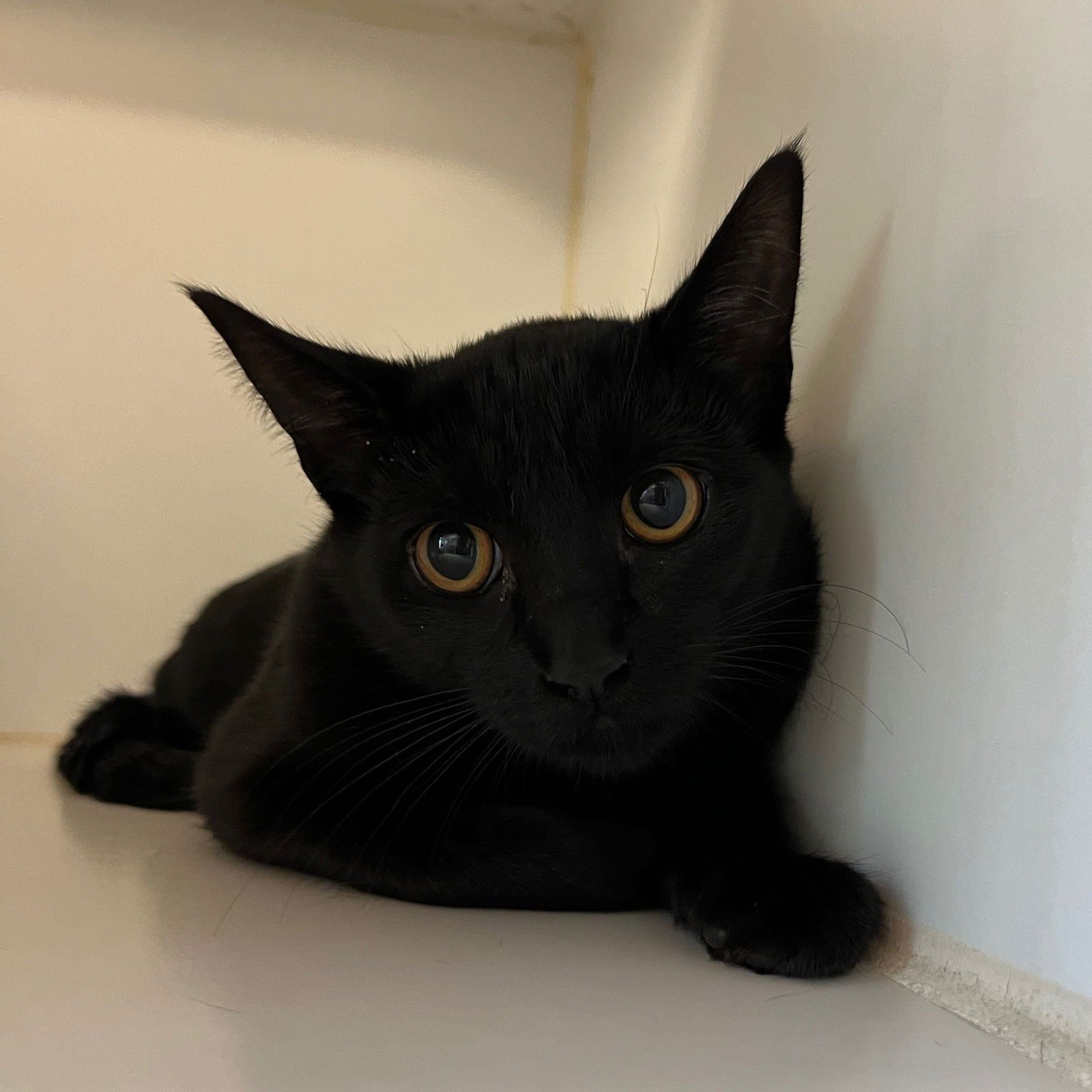 POSY (BONDED W/ ROSAMUND) - Domestic Short Hair available for adoption