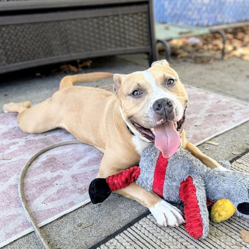 BOBOLI - Pit Bull Terrier available for adoption