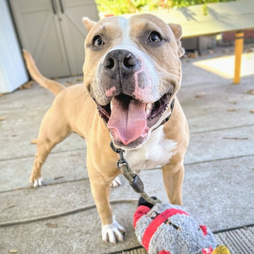 BOBOLI - Pit Bull Terrier available for adoption