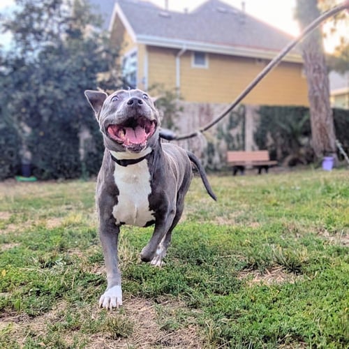 GLADYS - American Pit Bull Terrier available for adoption