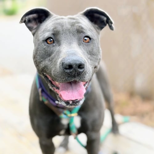ORVILLE - American Pit Bull Terrier available for adoption