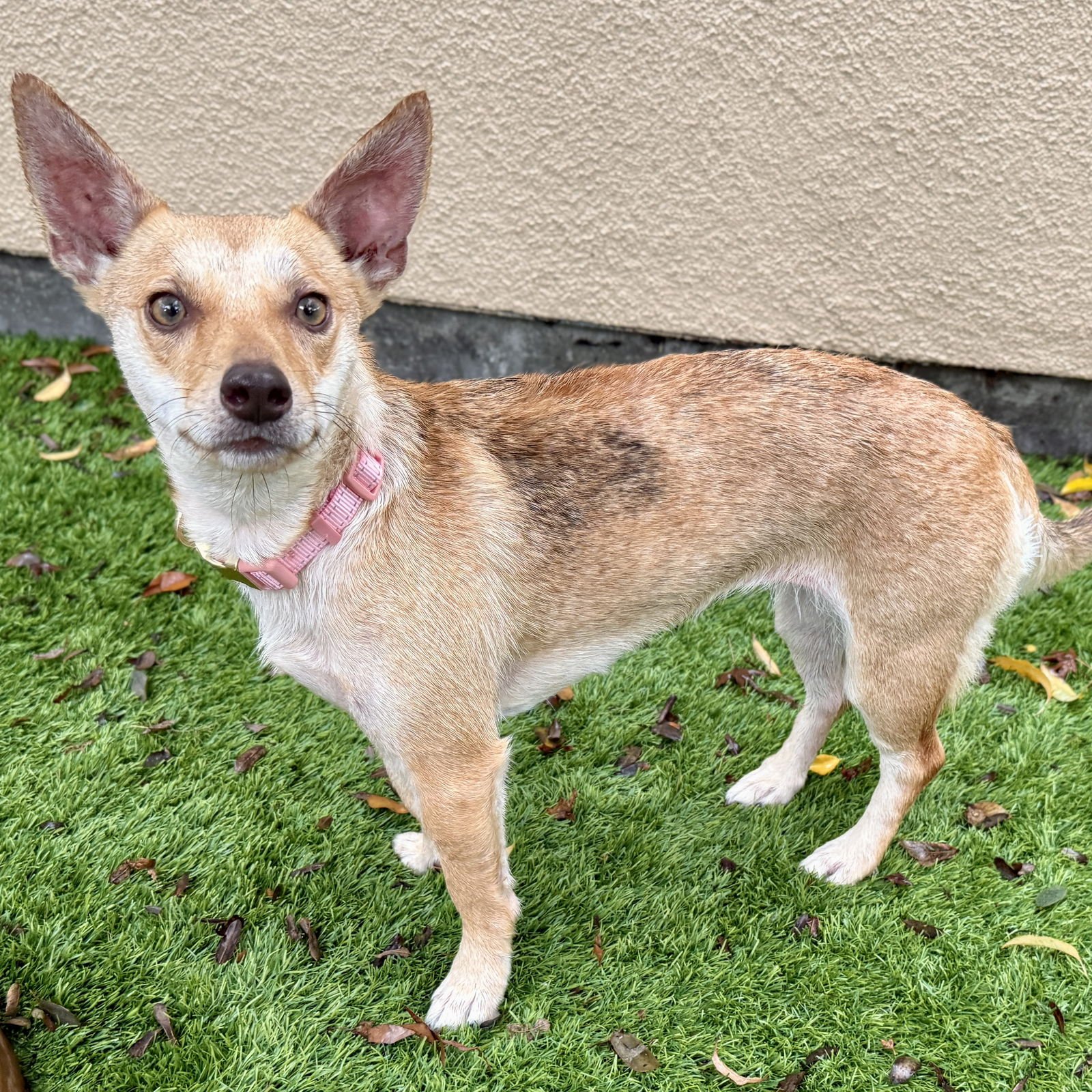 LINA - Terrier available for adoption