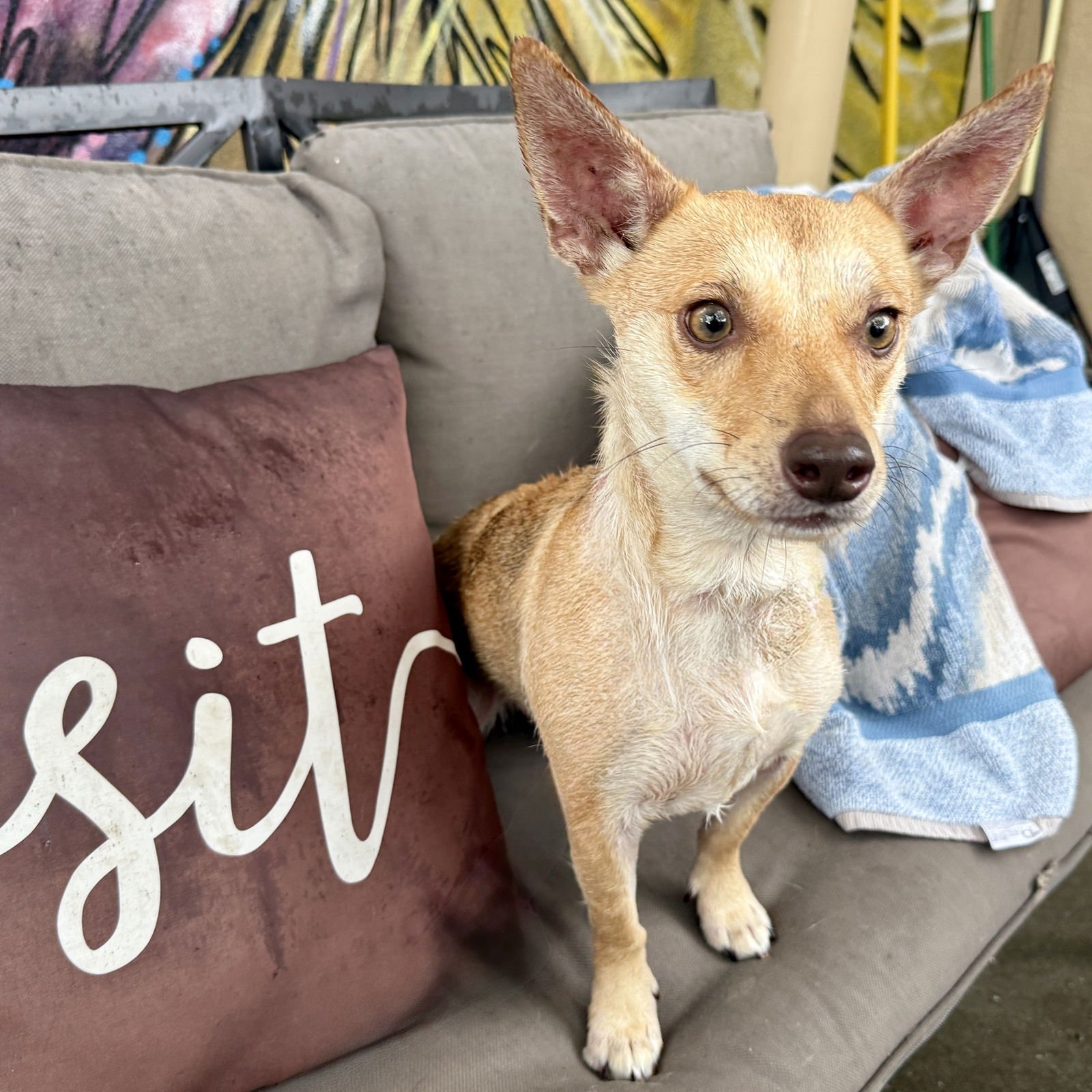 LINA - Terrier available for adoption