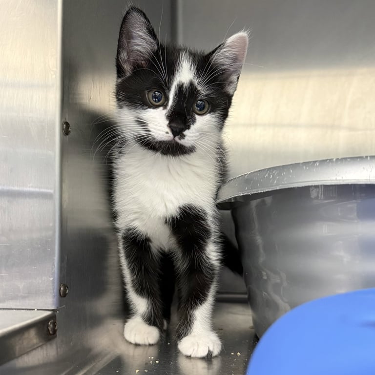 Buster (bonded w/ Scruggs) Image