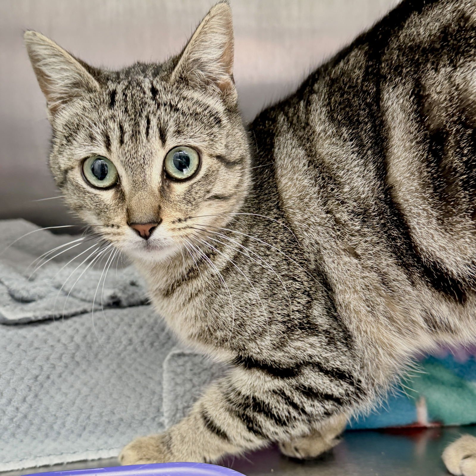 BIANCA - Domestic Short Hair available for adoption