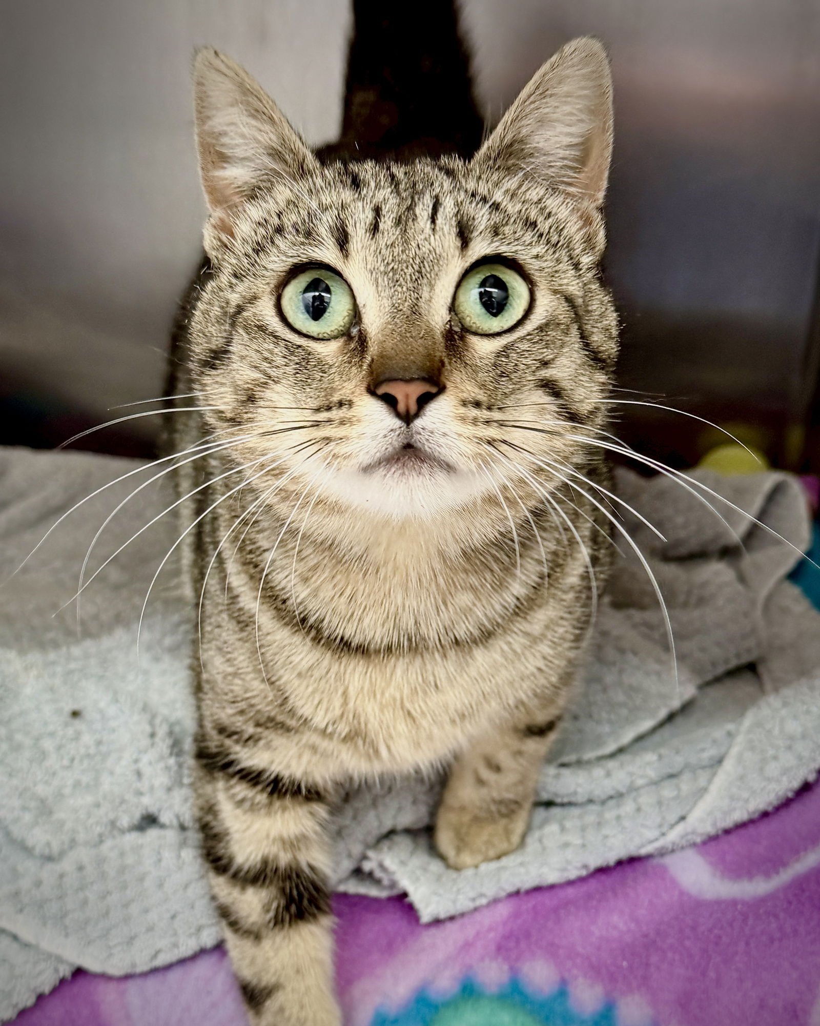 BIANCA - Domestic Short Hair available for adoption