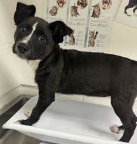 Dottie Ann - Photo 1