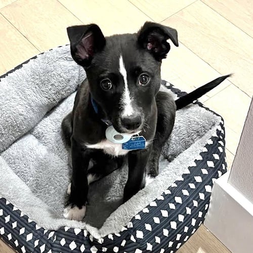 DOTTIE ANN - Unknown available for adoption