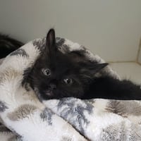 Emilio - Photo 1