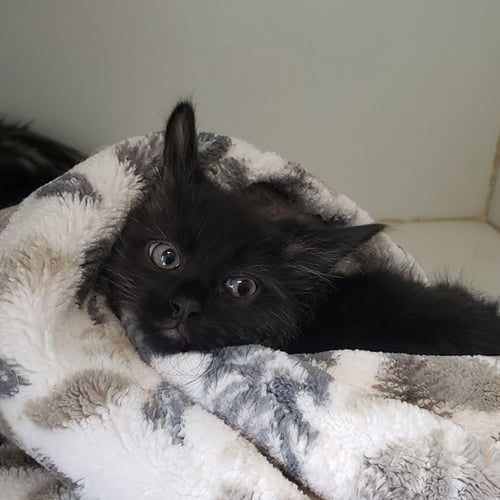 EMILIO - Domestic Medium Hair for adoption in San Francisco