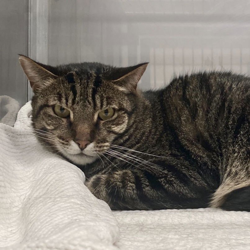 TABBY (BONDED W/BACHE) - Domestic Short Hair available for adoption