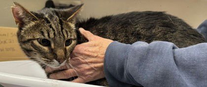 TABBY (BONDED W/BACHE) - Domestic Short Hair available for adoption
