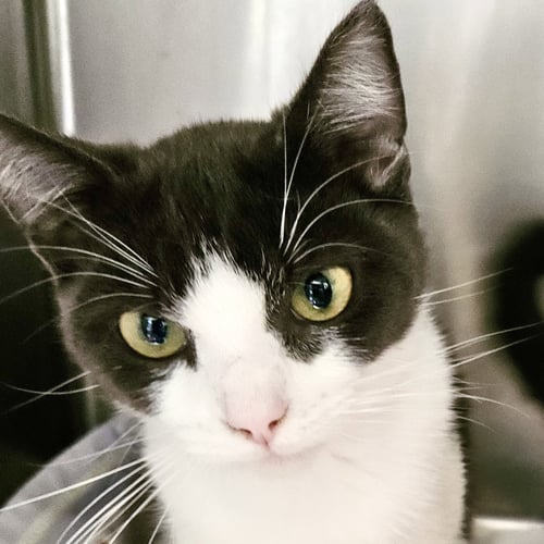 MANNY (BONDED W/ NOVA) - Domestic Short Hair available for adoption