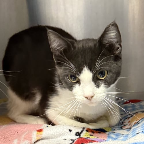MANNY (BONDED W/ NOVA) - Domestic Short Hair available for adoption