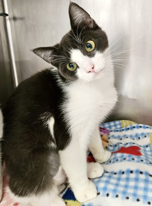 MANNY (BONDED W/ NOVA) - Domestic Short Hair available for adoption