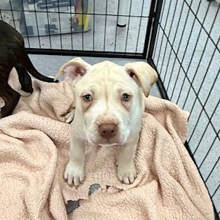 CREAM - American Pit Bull Terrier available for adoption