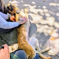 Cinnamon - Photo 2