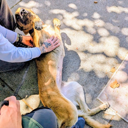 CINNAMON - Belgian Shepherd Malinois available for adoption