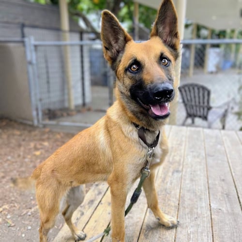 CINNAMON - Belgian Shepherd Malinois available for adoption