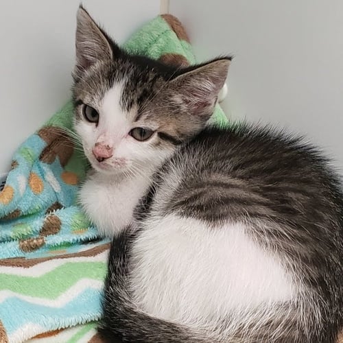 POSEY - Domestic Short Hair for adoption in San Francisco