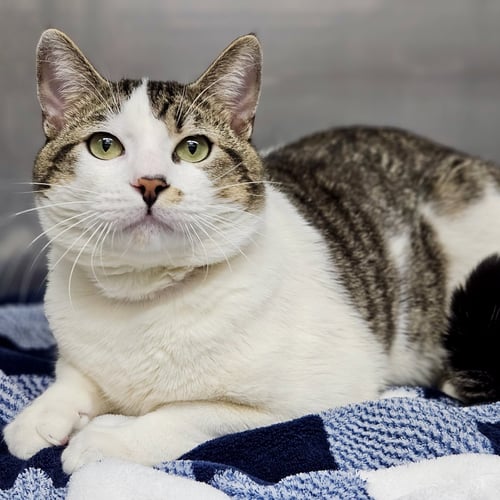 FRANK - Domestic Short Hair for adoption in San Francisco