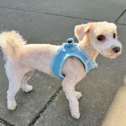 LATTO - Poodle (Miniature) available for adoption