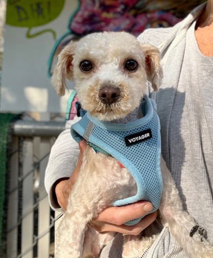 LATTO - Poodle (Miniature) available for adoption