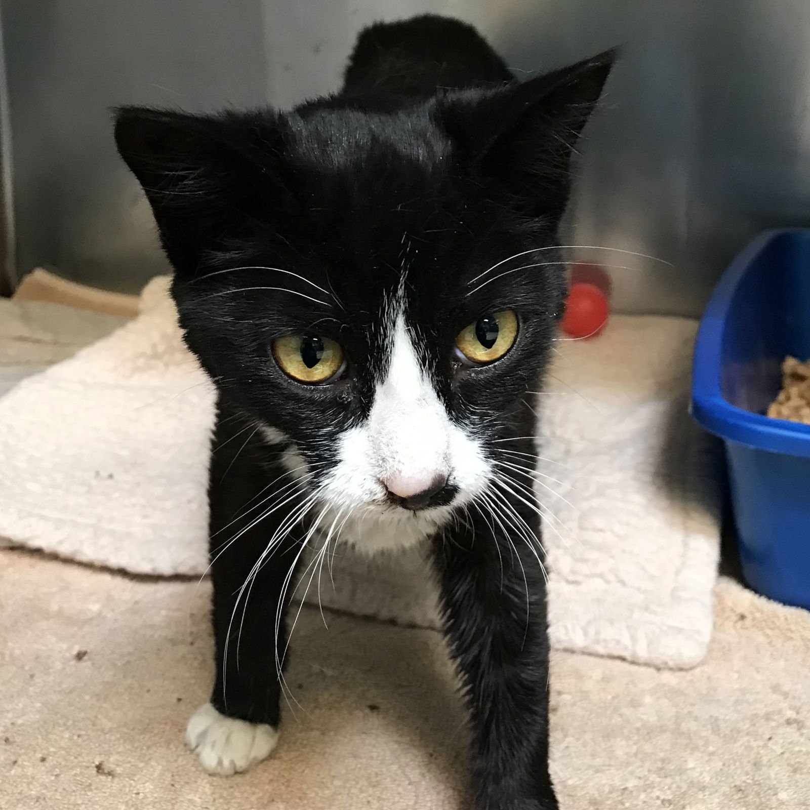 OREO - Domestic Short Hair available for adoption