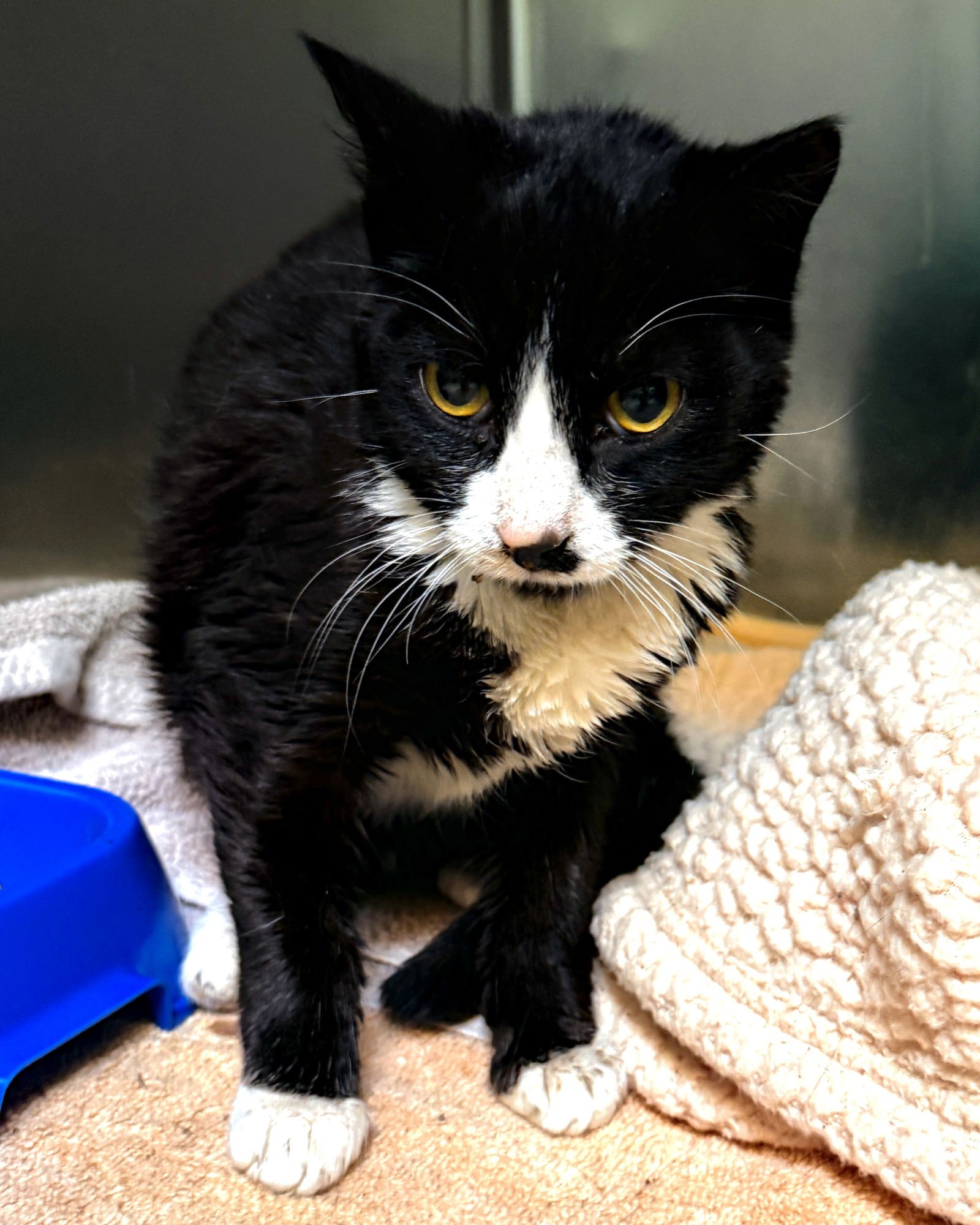 OREO - Domestic Short Hair available for adoption