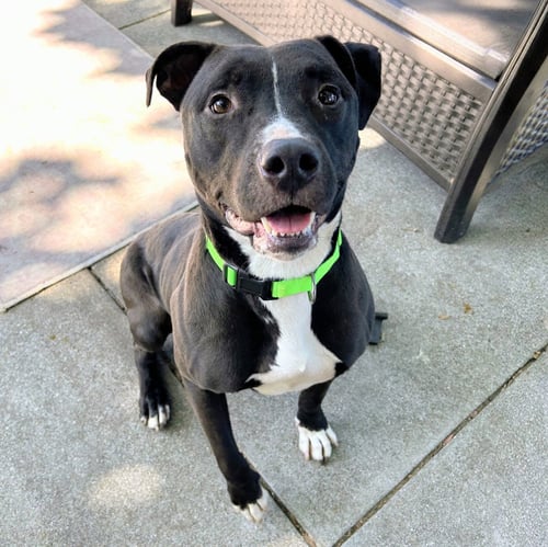 KING TUBBY - American Pit Bull Terrier available for adoption