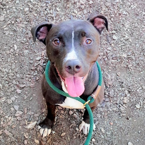 KING TUBBY - American Pit Bull Terrier available for adoption