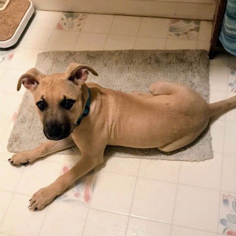 RIN - Pit Bull Terrier available for adoption