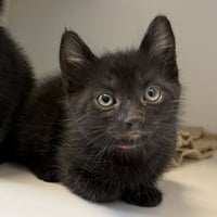 Chum (bonded w/ Ray) - Photo 1
