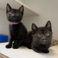 Chum (bonded w/ Ray) - Photo 2