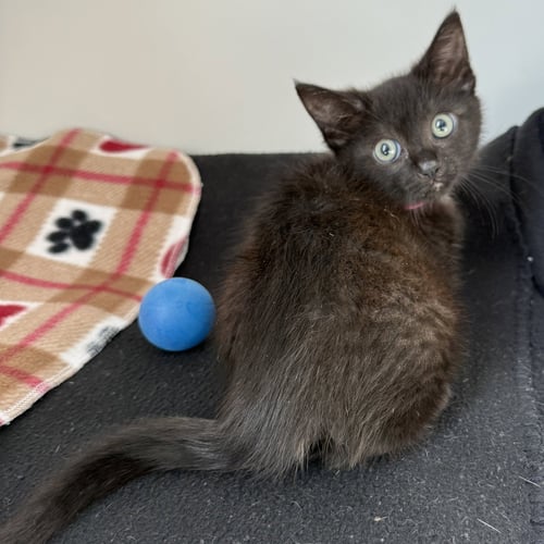 SAGE (BONDED W/ THYME) - Domestic Short Hair available for adoption