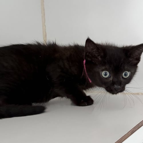 SAGE (BONDED W/ THYME) - Domestic Short Hair available for adoption