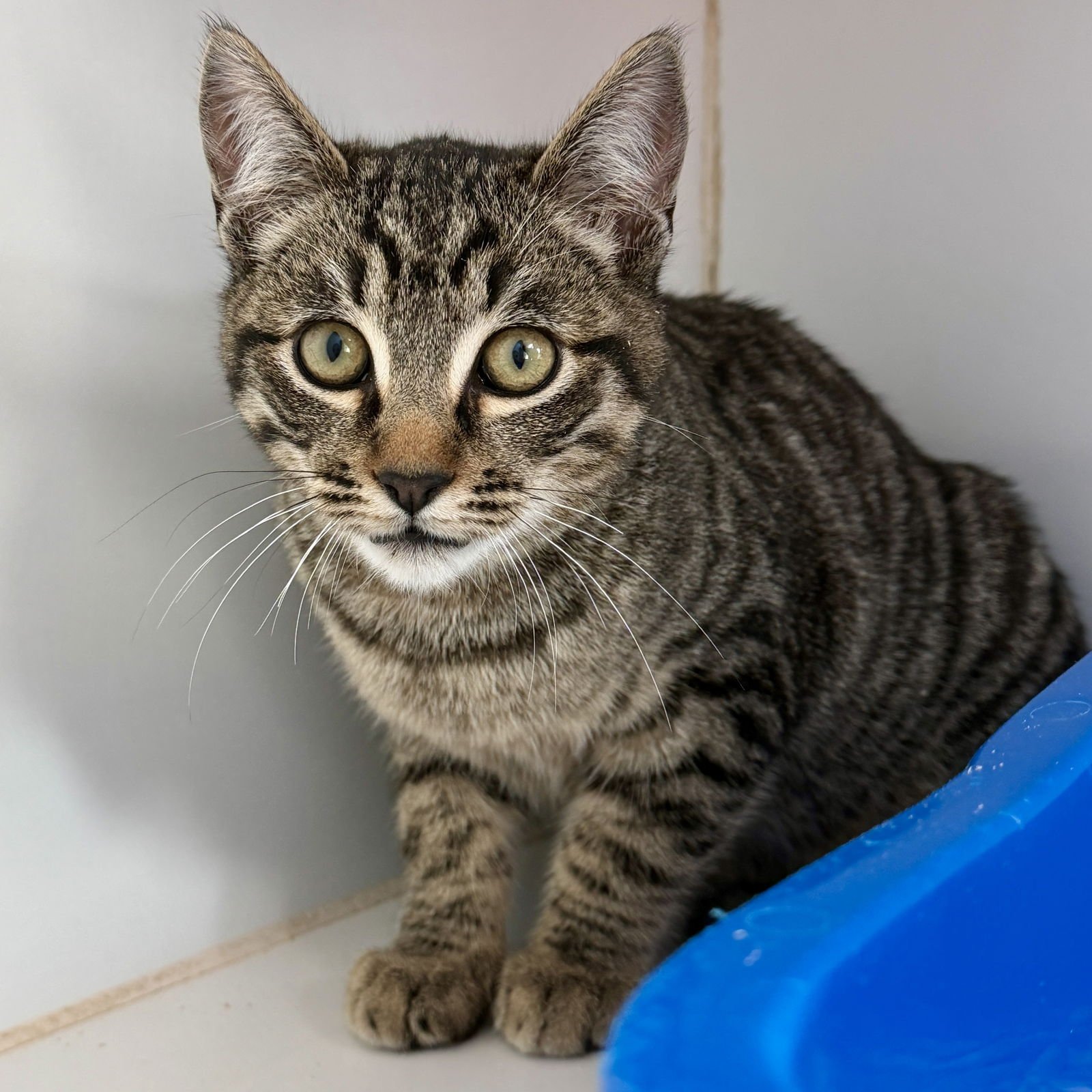 DAKOTA (BONDED W/ELLE) - Domestic Short Hair available for adoption