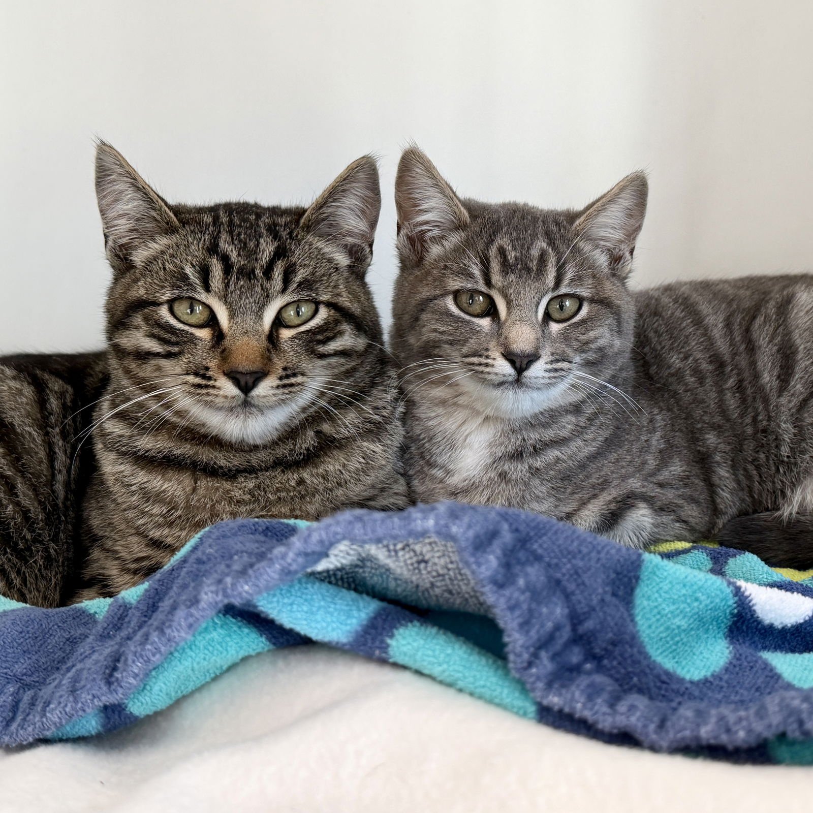 DAKOTA (BONDED W/ELLE) - Domestic Short Hair available for adoption